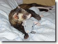 Dav�dek s krysou Vasilisou.