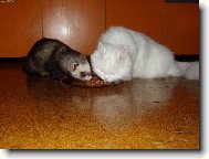 Spole�n� ve�e�e.