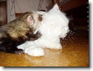 Eli�ka a Dav�dek