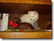 Eli�ka a velikono�n� ber�nek