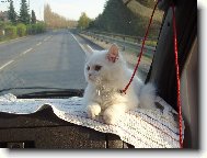 Eli�ka na cest�ch