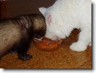 Eli�ka a Dav�dek