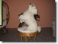 Vil�k - cirkus�k