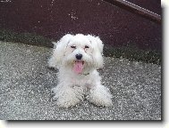 To je ale dlh���� jaz�����ek