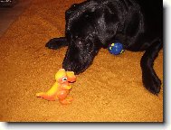 Jessie a v�no�n� d�rky