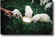 krmen� drav� zv��e