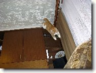 l�t�n� mn� fakt bav�