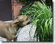 �pen�t to sice nen�........