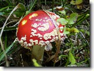 mochom�rka �erven�