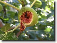 Nejsem k nakousnut�