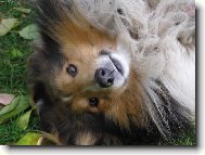 :) rostomil� ps�k