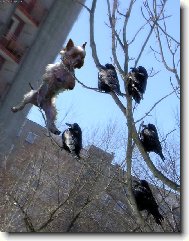 To kouk� havrane...