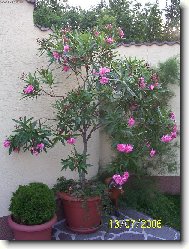 Kvetouc� oleandr -vo�av�