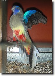 Papou�ek rudob�ich�