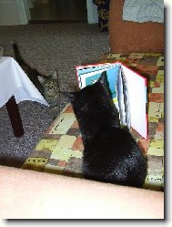 ...sebevzd�l�v�n�...