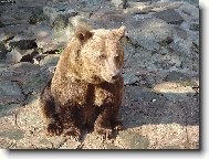 Chutnu�k� medved�k