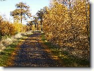 podzim na D���nsk�m Sn�n�ku