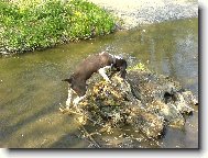 Miluju vodu a velk� aporty