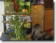 Hmm....sva�inka...