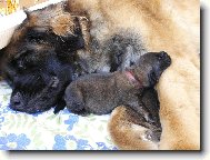 Sladk� sp�nek po sn�dani