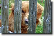 Dom�c� v�zen�