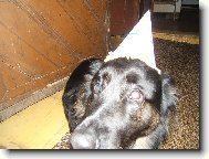 Zuza slav� Silvestr