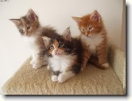 Ko�ata z chov. stanice Spring Garden,CZ