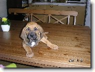 �t���tko - AIRA