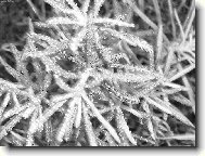 Mraziv� zimn� r�no