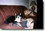 Vd��n� televizn� div�k