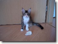 Kot� mainsk� m�val� ko�ky