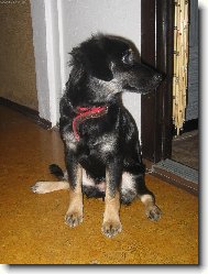 Jsem m�enka Rotvajlera a Ov��ka