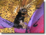 Ax��ek �t���tko