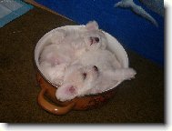 H�dejte kolik bi�onk� se vejde do �ty�litrov�ho hrnce ?