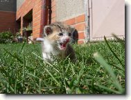 Mi�ulka na proch�zce