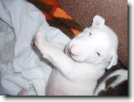 U� jsem o malinko v�t��