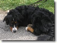 Bernsk� sala�nick� pes