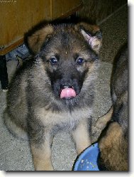 Dinu�ka po j�dle