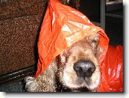 Nov� technick� slu�by