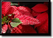 V�no�n� hv�zda