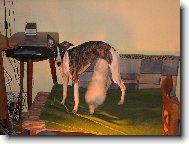 nevlastn� d�t�