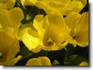 �lut� tulip�ny