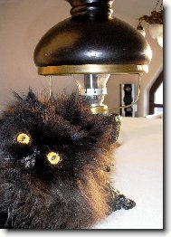 persk� kocour Pucci