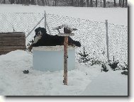 Ag�tka hl�d� dome�ek