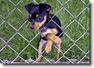 za plotem je ur�it� tr�va zelen�j��....