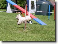 Ronny sk��e prvn� p�ek�ku