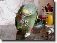 Amazo�an oran�ovok��dl�