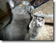 N� modr� britsk� kocourek Fido