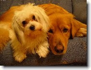 Hov�k Cindy a bolo�a�ka Peggy