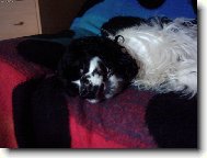 Haf m�m t� na h�ku, d�l�m si z tebe jen legraci...